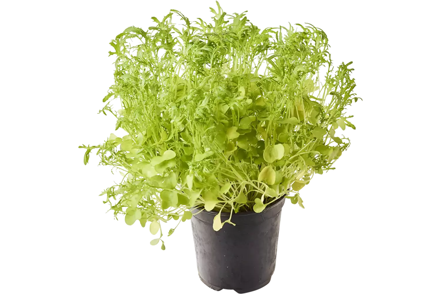 BIO Mosterd frills groen in pot doos 2st stuk 1